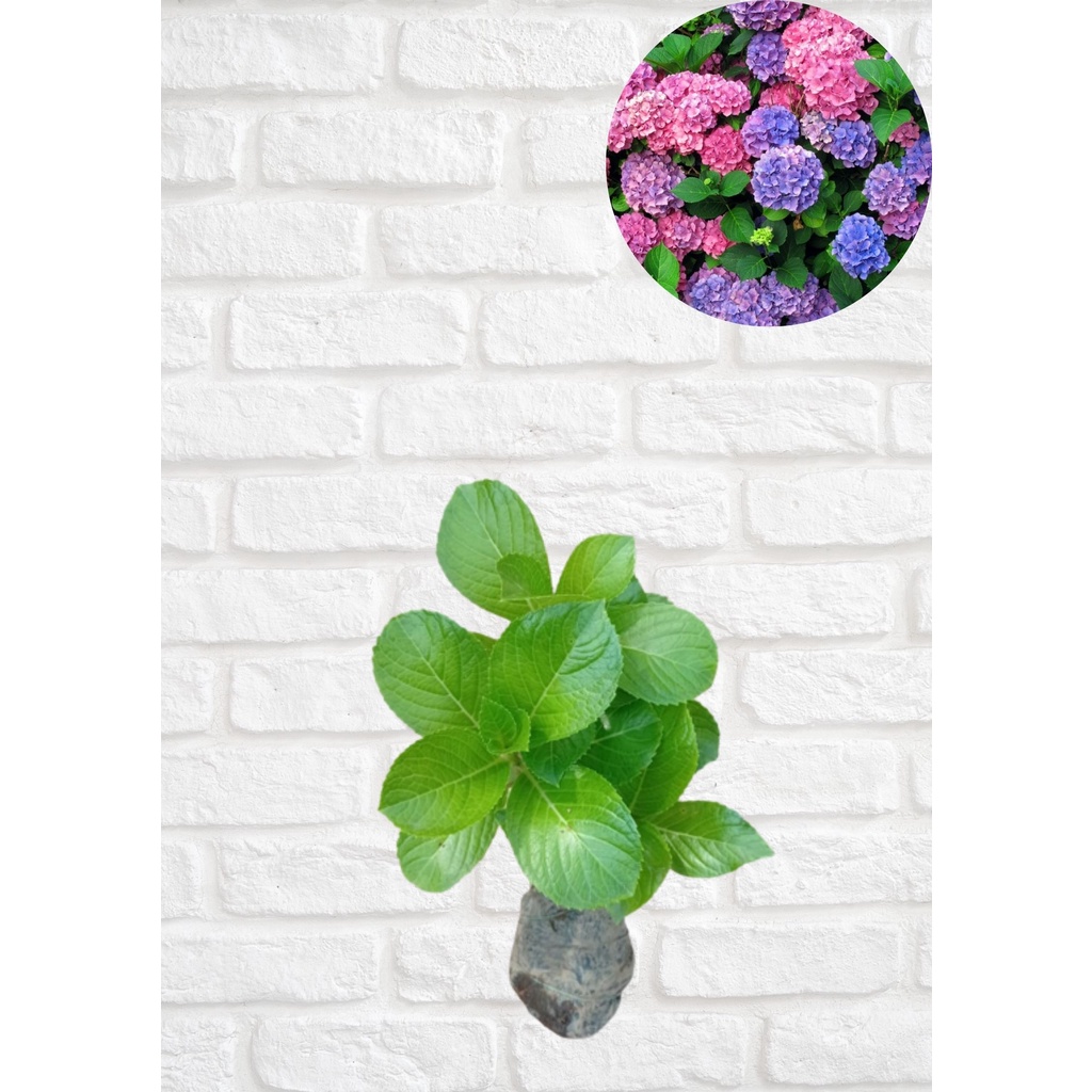 tanaman bibit pacawarna