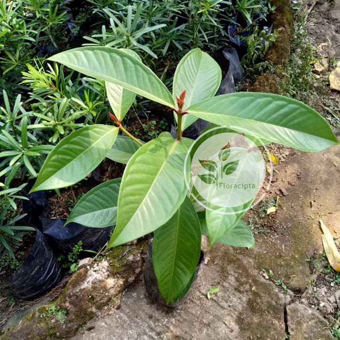 Bibit Pohon Jambu Air Jamaika Buah Jambu Jamaica Bibit Jambu Jamaika Pohon Jambu Jamaika