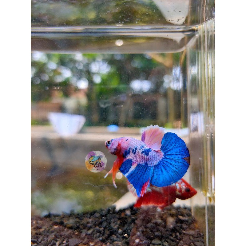 

Plakat MultyColor Rainbow Fish
