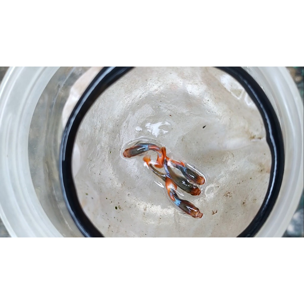 Ikan guppy balon koi murah