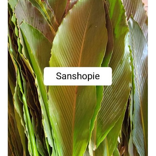 

Daun renggak weresah segar 250 gram