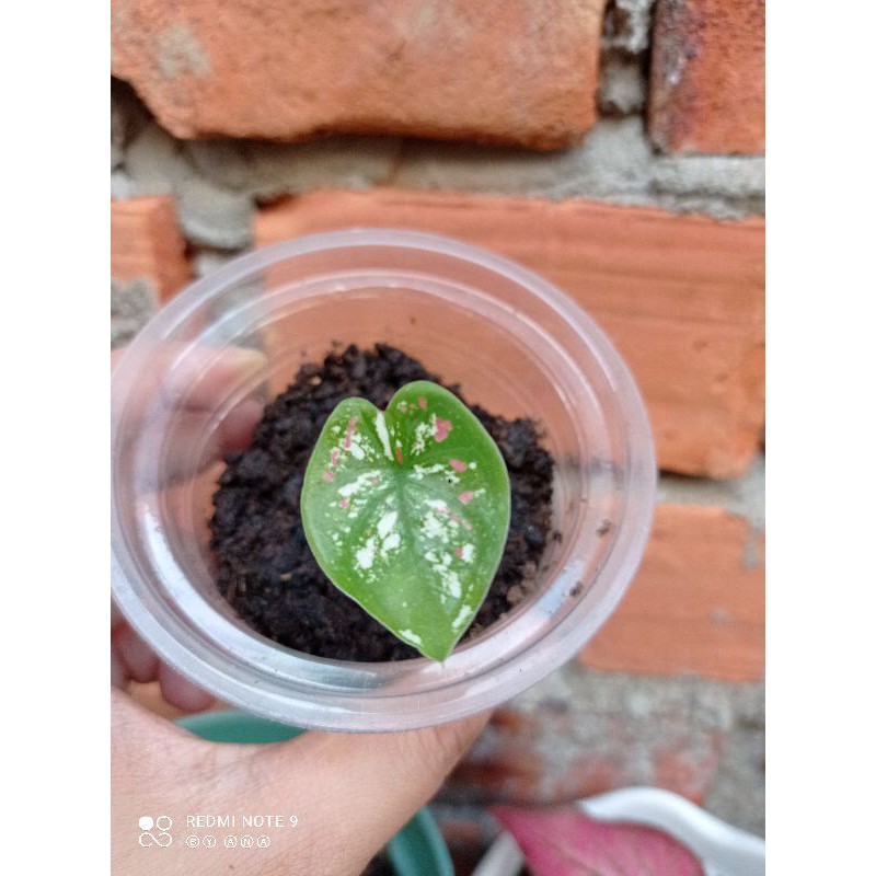 caladium strawberry star