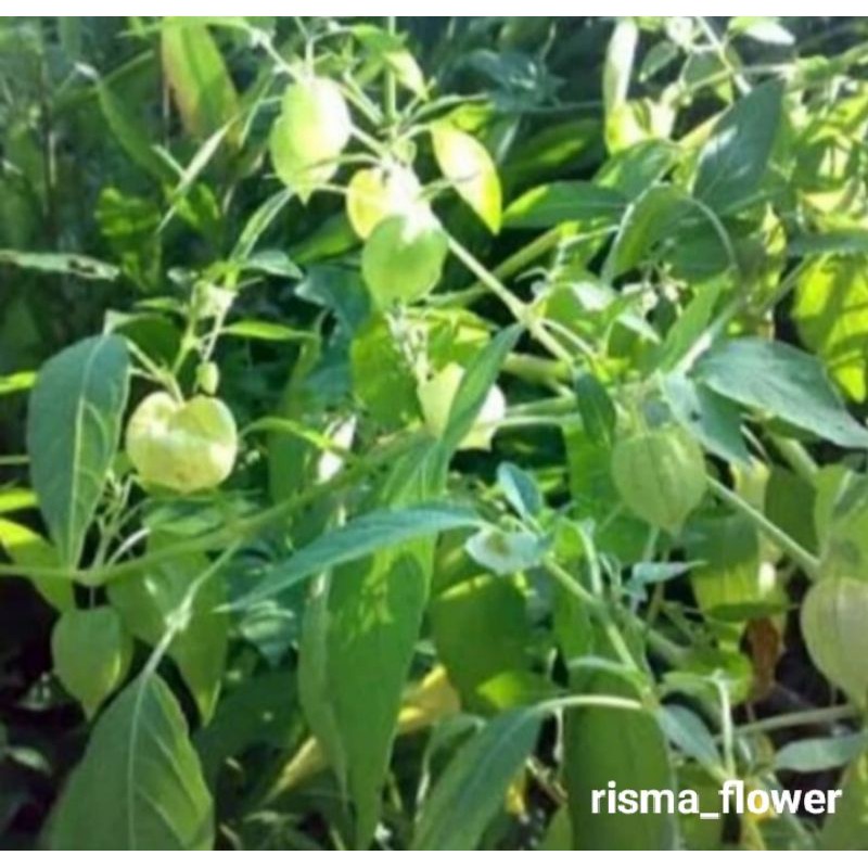 pohon buah ciplukan/tanaman buah ciplukan