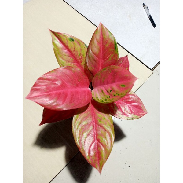 Aglonema Red Exotic