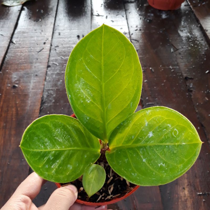 Jemani Mangkok Lemon