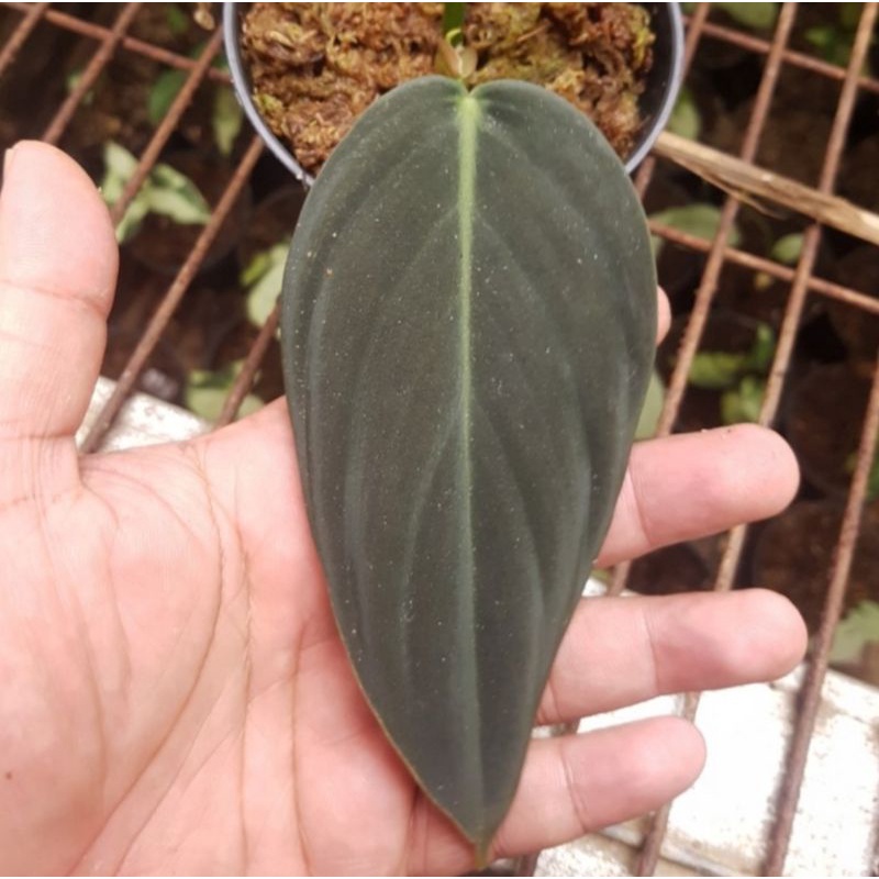 tanaman hias philodendron gigas ekonomis - philodendron gigas