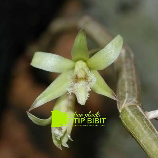 Anggrek spesies Dendrobium stuartii