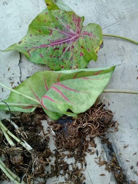 Tanaman Hias Keladi Lipstik Pink Tanaman Hias