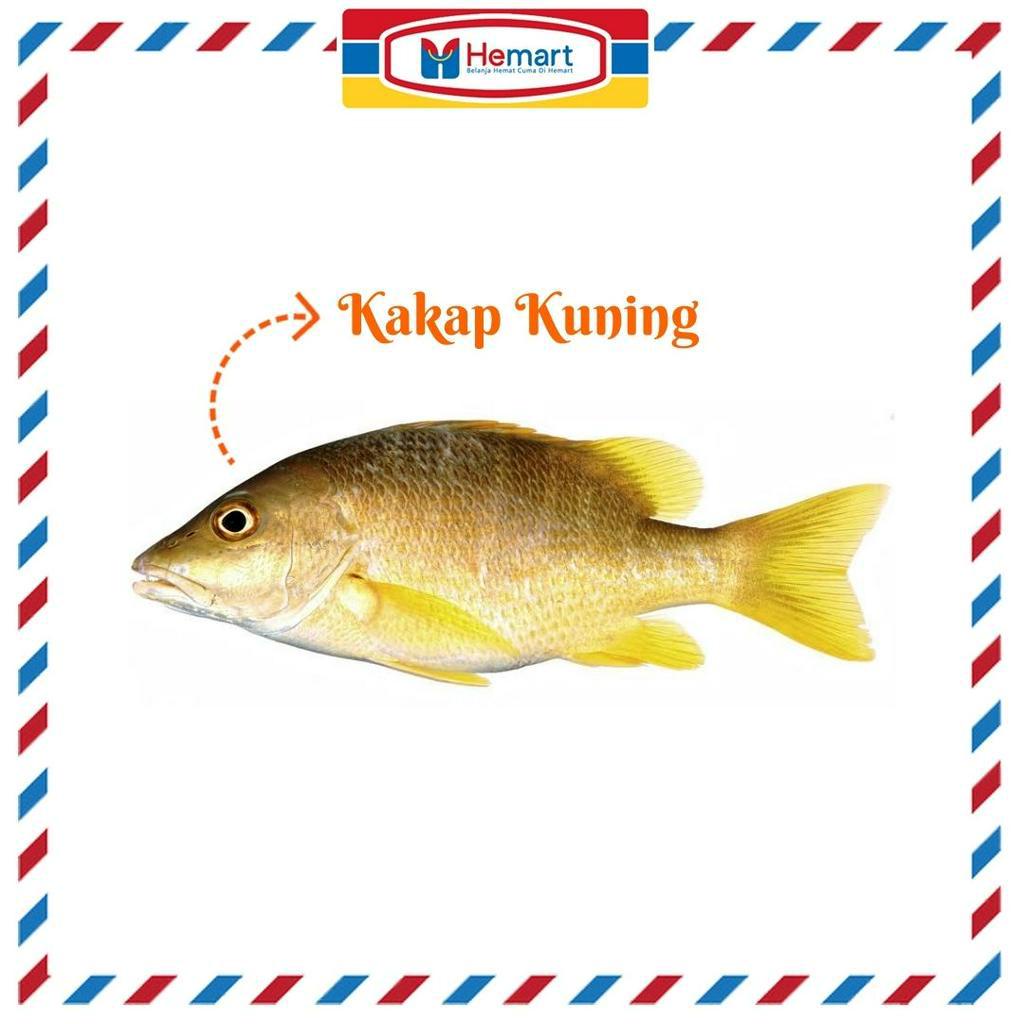 

IKAN KAKAP KUNING 1 KG / IKAN SEGAR