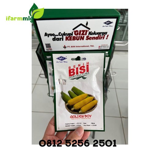 Super Benih Bibit Jagung Manis Golden Boy 50 Biji / 10gr Bisi Cap Kapal Terbang