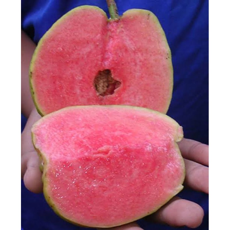 bibit pohon jambu kristal merah australia