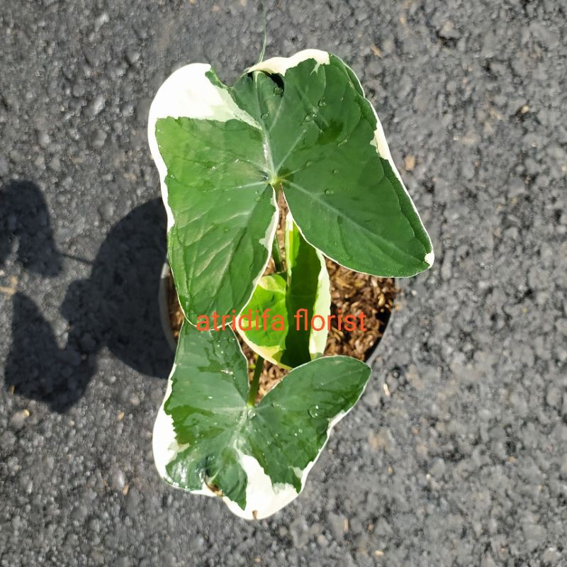 Keladi Mickey - keladi tikus variegata