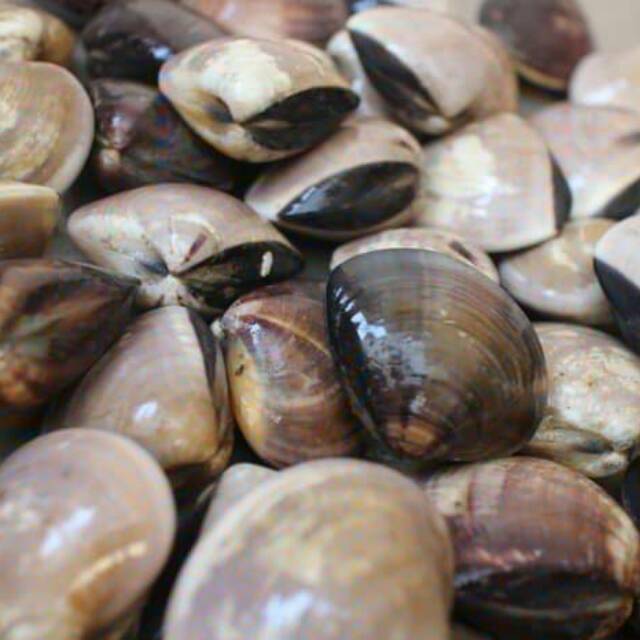 

Kerang Kepa Hidup/Live 1kg