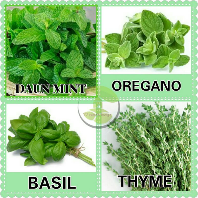 Paket hemat benih herbal/benih herb