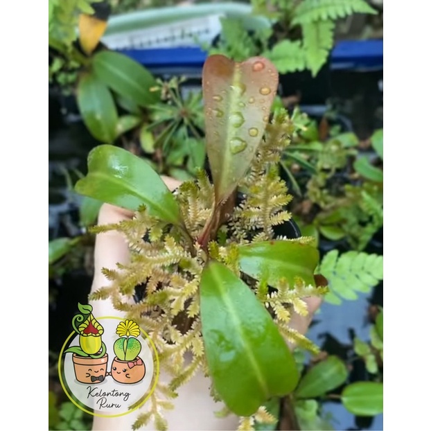seedling nepenthes boschiana x clipeata size kecil