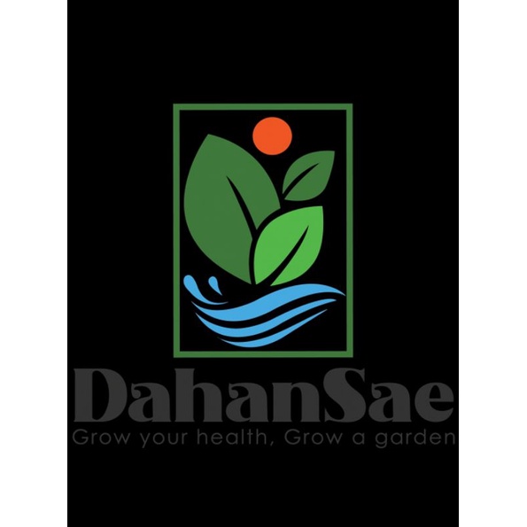 Aglonema Venus Rumpun