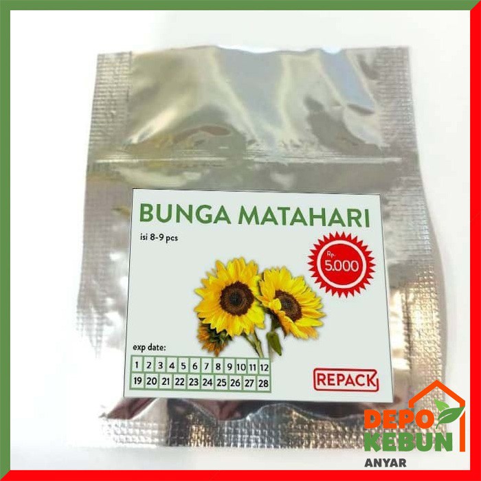 BENIH BUNGA MATAHARI / BIBIT BUNGA MATAHARI