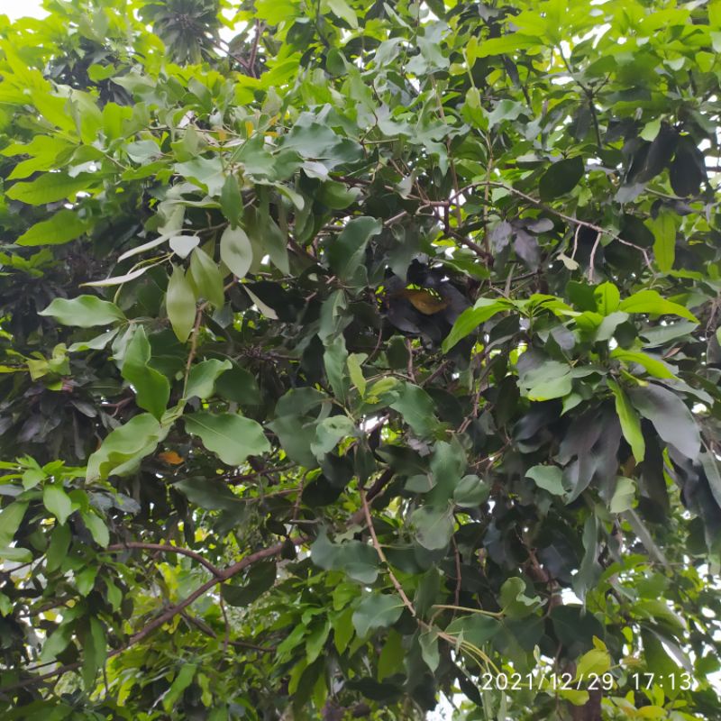 

benalu kemade mangga segar 250gr