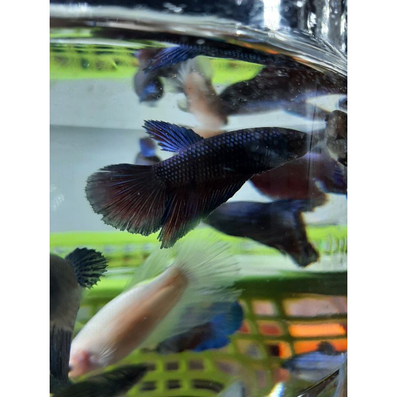 

ikan cupang betina L