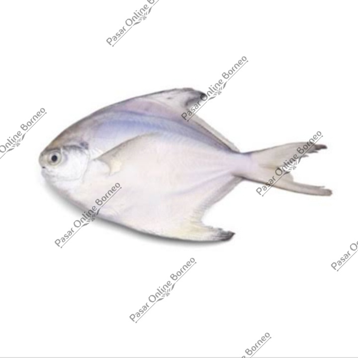 

Ikan Segar Bawal Putih 500 Gram Fresh
