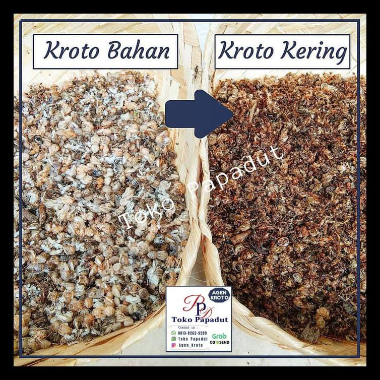 

Pur Kroto Kering (200 Gr) Terbaik