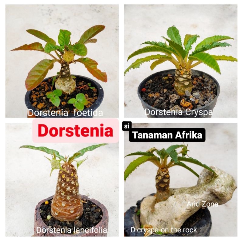 Tanaman Hias Sukulen Dorstenia cryspa, Dorstenia foetida, Dorstenia lancifolia