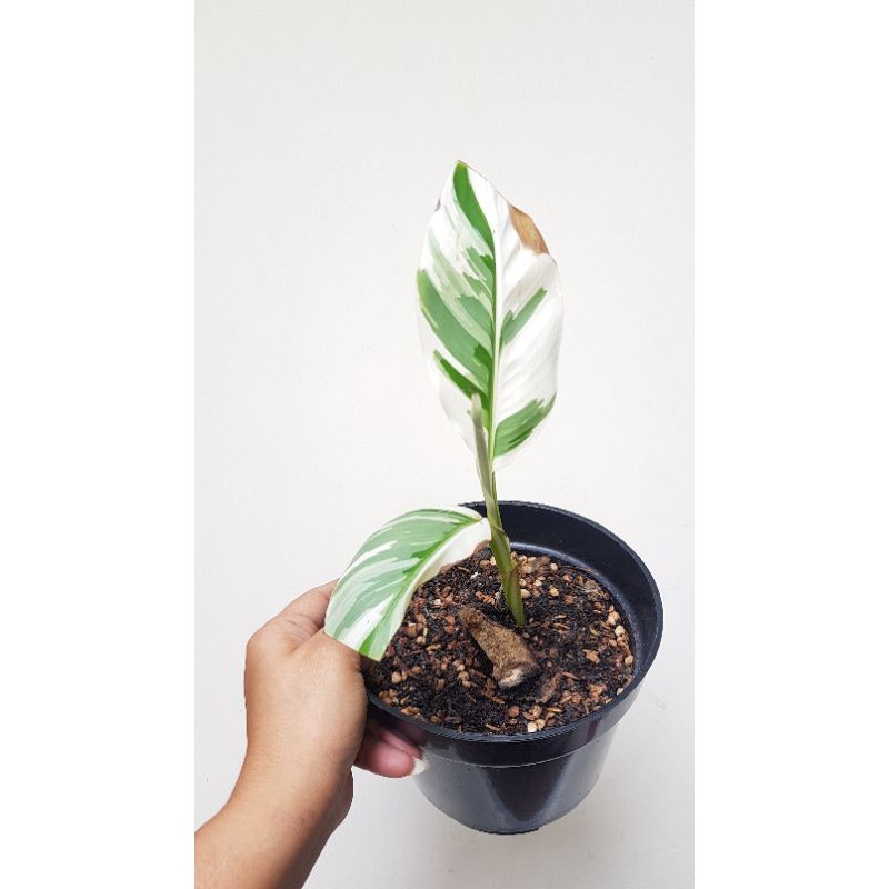 Musae Varigata ( Pisang Varigata )