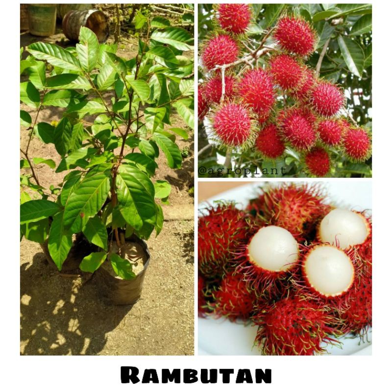 Bibit Buah Rambutan Binjai Brahrang Jaminan Asli Okulasi Cepat berbuah