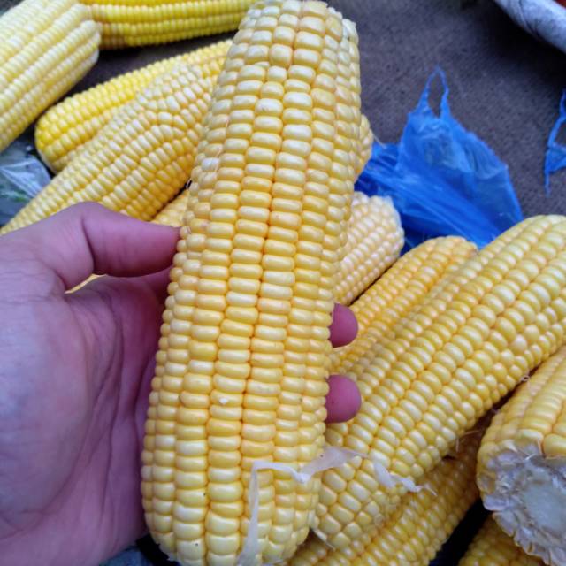 

Jagung Manis 500 gr