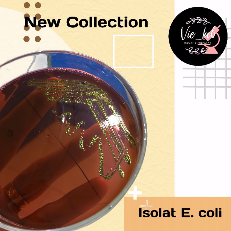 Isolat bakteri E. coli