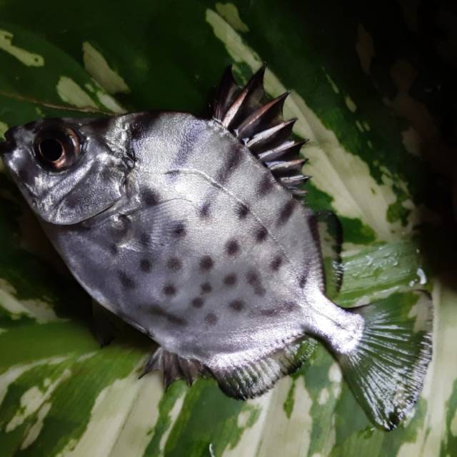 Ikan silver scat