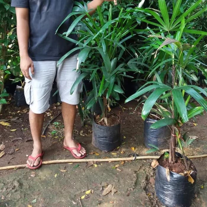tanaman indoor palem regu - pohon palem palem regu - tanaman indoor