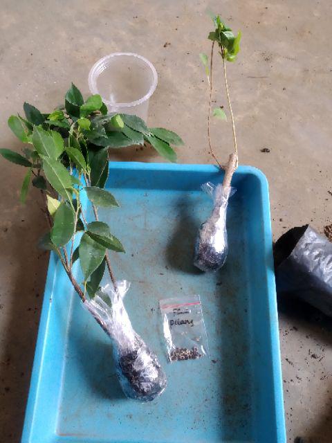 Bibit Bonsai Wahong Laut