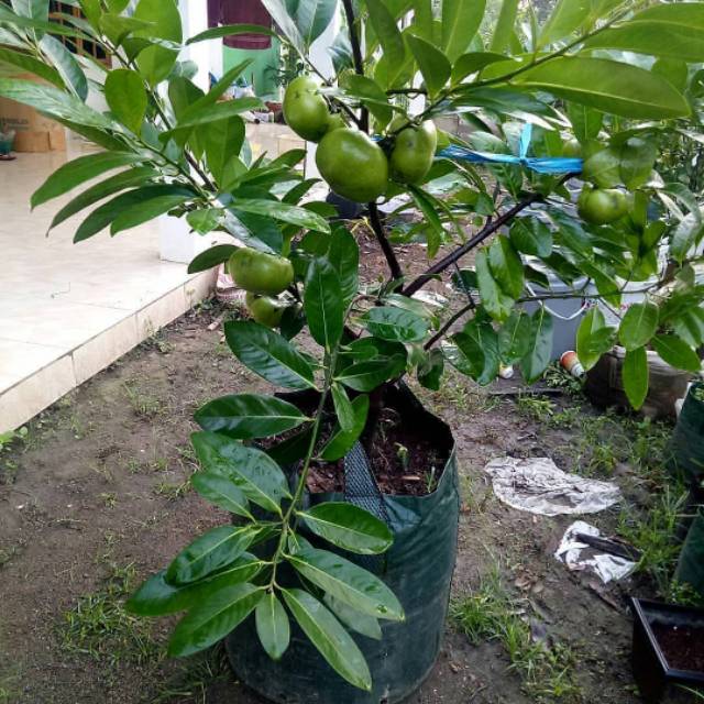 Bibit buah black sapote