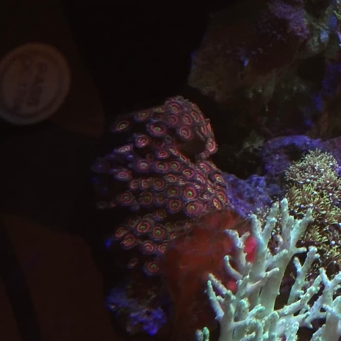 

coral zoa pink kemerahan di balut hijau frag minimal 3 mata