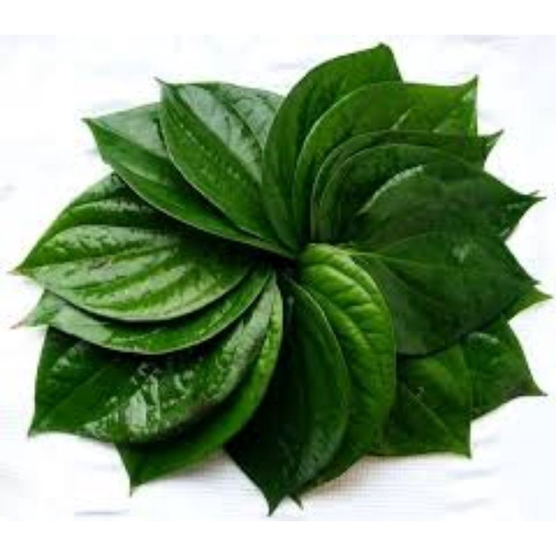 

daun sirih 250 g