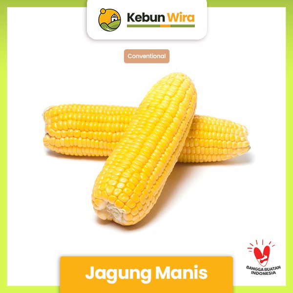 

Jagung Manis Conventional