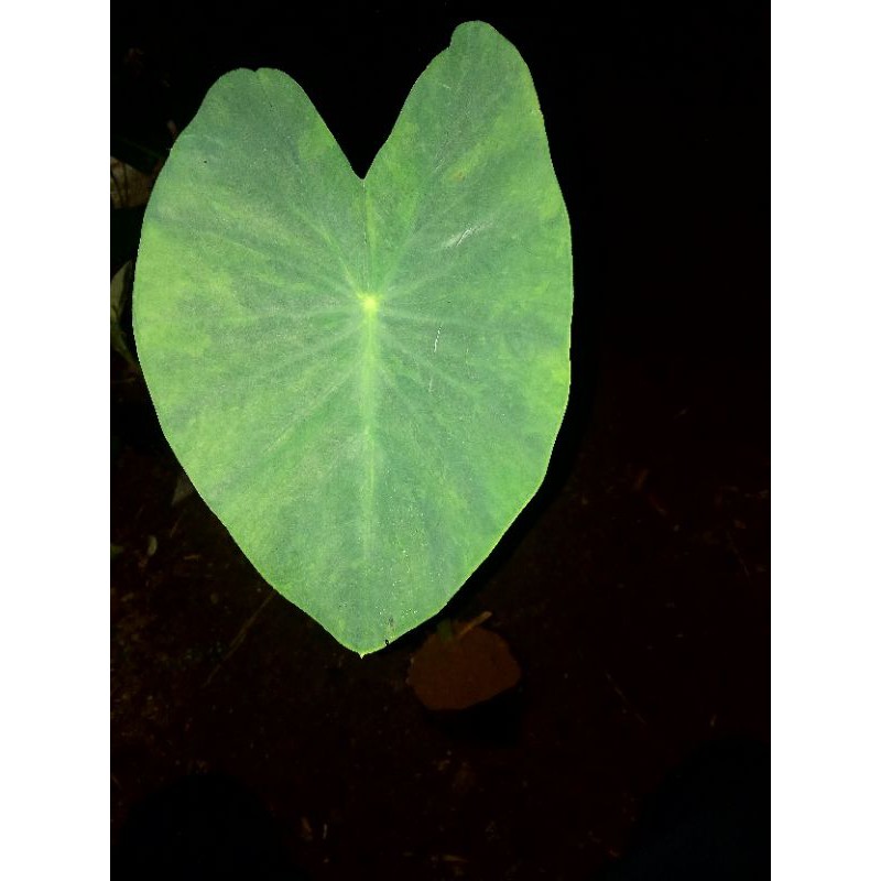 baby colocasia lime gecko
