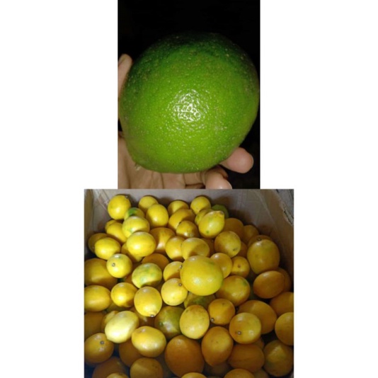 

lemon