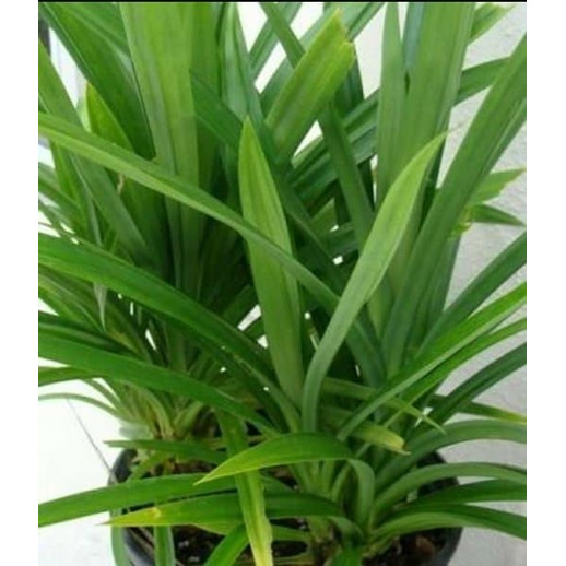 

Promo Daun Pandan wangi segar 100gram