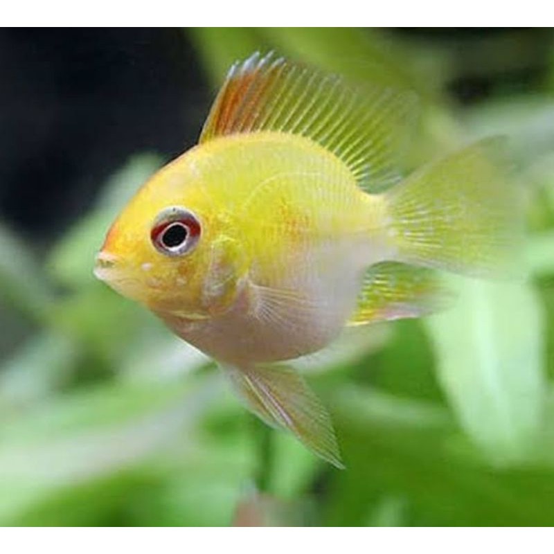 

ikan hias ramarezi golden