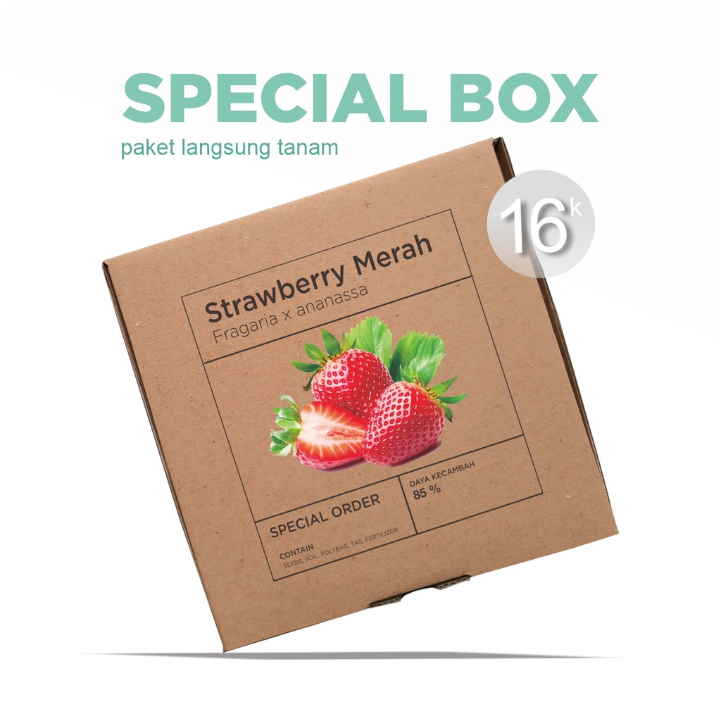 Paket Langsung Tanam - Gardening Kit - SPECIAL BOX - Benih Strawberry Merah / Red Strawberry Seeds