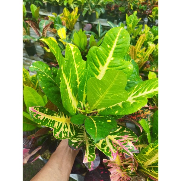 tanaman hias bunga puring langka bunga puring diana