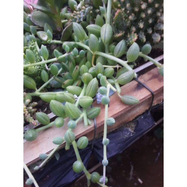 tanaman gantung rimbun(sow)