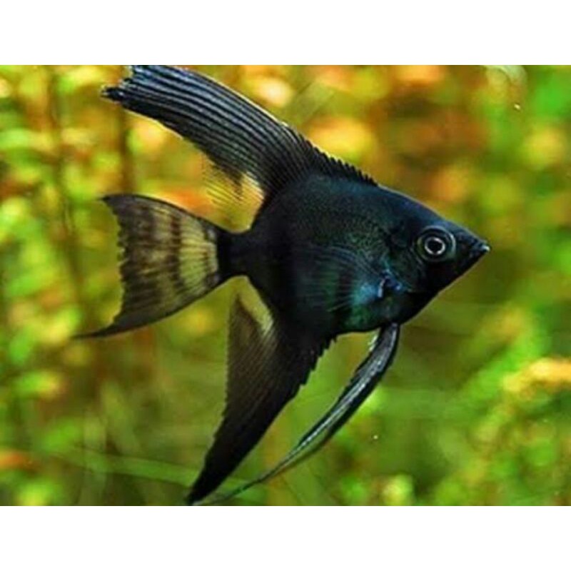 manfish black angel
