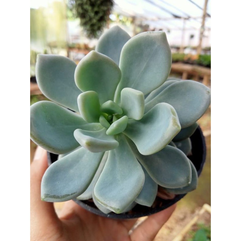 Sukulen Graptoveria Opalina