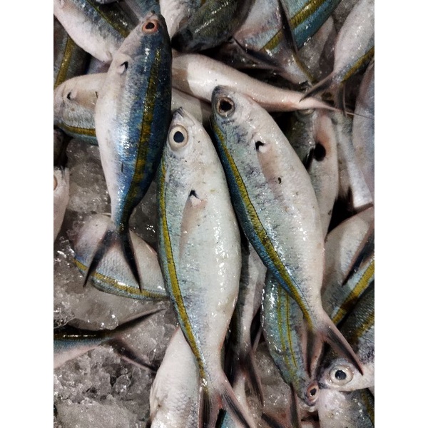 

Ikan Sulir Segar 1~Kilogram