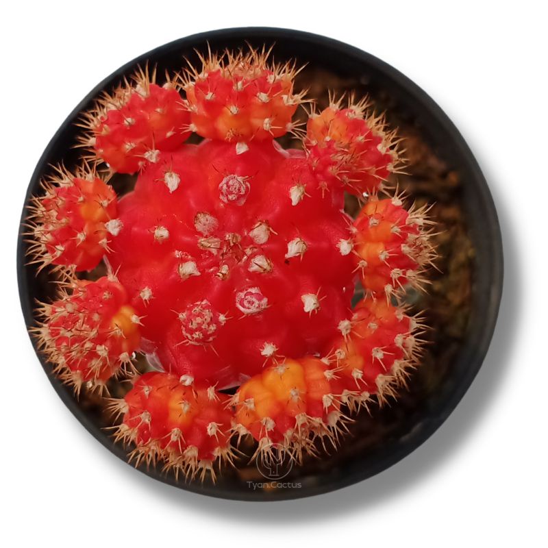 Kaktus | Gymno Import Orange | Kaktus Warna Warni | Tanaman Cactus Hidup Bukan Artificial | Free Pot