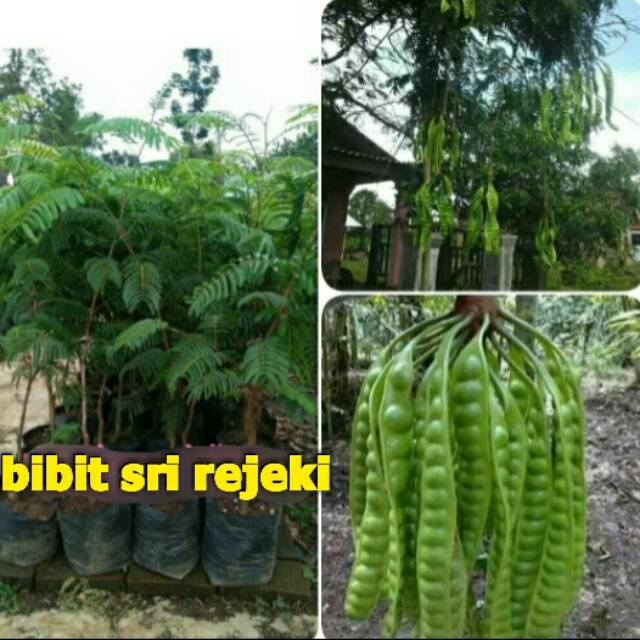 BIBIT PETAI SUPER UNGGUL