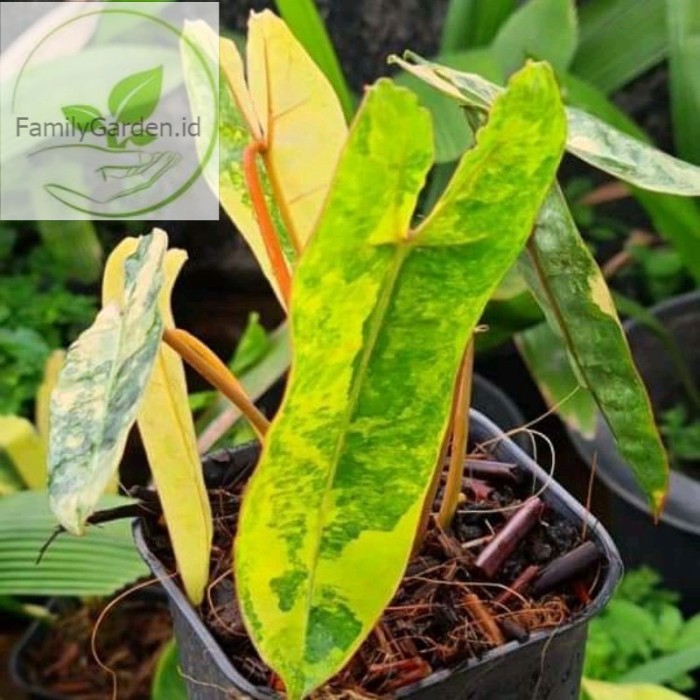 Bibit Bonggol Philodendron Kabel busi Varigata
